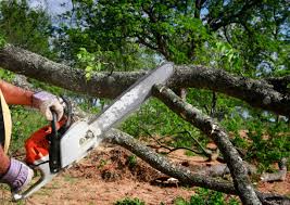 Best Tree Removal  in Chilton, WI