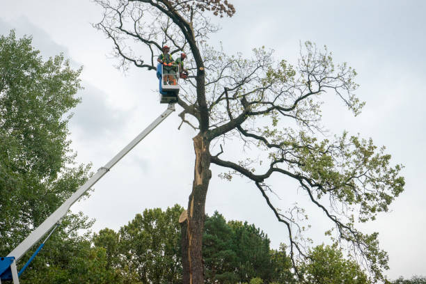 Best Tree Risk Assessment  in Chilton, WI