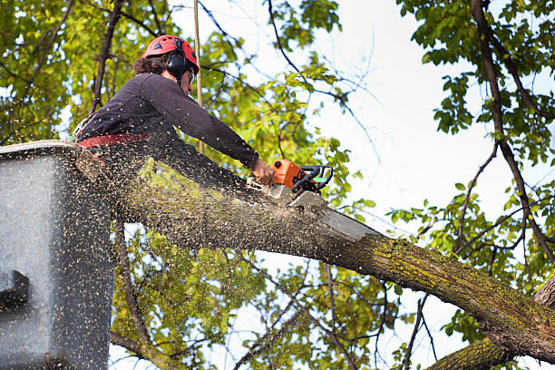 How Our Tree Care Process Works  in  Chilton, WI