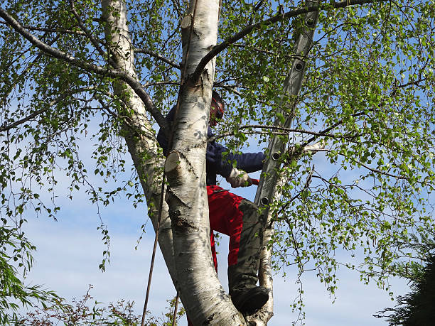 Best Tree Trimming and Pruning  in Chilton, WI