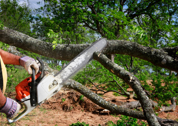  Chilton, WI Tree Care Pros