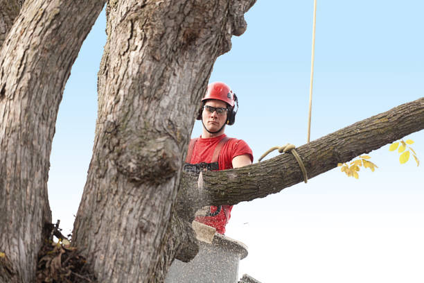 Best Tree and Shrub Care  in Chilton, WI